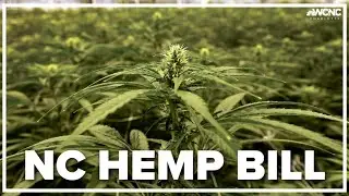 NC bill legalizing hemp close to becoming law