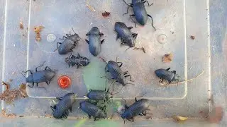 Catch Insects Strange black And Millipedes Red 