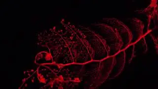 Giant Basket Star [4K]