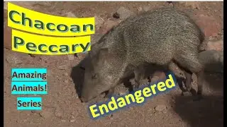 Chacoan Peccary facts 🐖 Tagua 🐷 endangered 😔