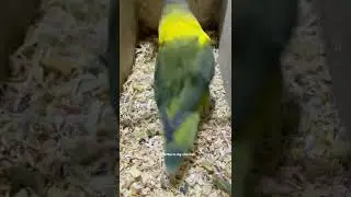 Personata Black mask lovebird #blackmask burung nuri breeding in Toronto for my bird fanciers masked
