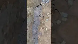 #GeckoLeopardFarming #GeckoPet #GeckoGeographic  GECKO LEOPARD (چیتا چھپکلی)