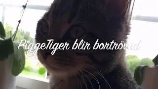 Provlyssna p&aring; ljudboken - PiggeTiger blir bortr&ouml;vad