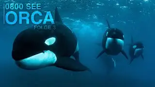 0800 SEE ORCA - Und dann kam DER Anruf... | Folge 3