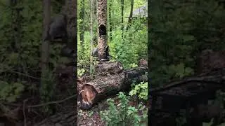 Skunk safely removed from live trap