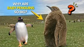 Why Baby Penguins Look Bigger Than Their Parents | Educational video