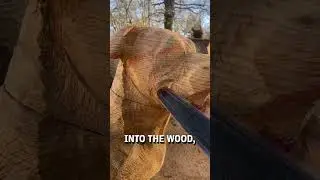 Carving a life sized dog out of a giant piece of wood with a chainsaw! 😮👏  -  🎥 michaeljonescs