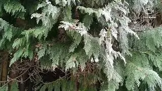 A beautiful winter morning in UK. A Sunday morning walk.Its cold , it's January.. Enjoying winter.