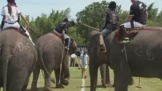 All Blacks v Ladyboys at elephant polo