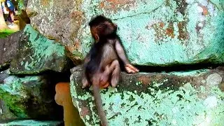 WoW! Baby Timo Climbing Up Giant Stone,Very Strong Timo Right Now, Donny Play Hard with Timo