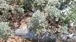 Artemisia Powis Castle Plant also called White sage plant