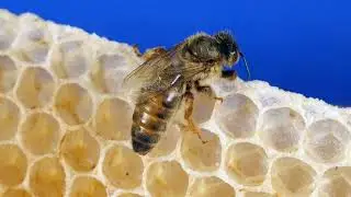 Honey Bees: Behavior, Importance, and Impact on Humans #HoneyBees #Beekeeping #Pollination