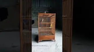 03#Cucak rawa Super Ropeel