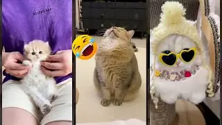 Cute Animals 🙀 Funny Cat Videos 🐈‍⬛ #FunnyCats Episode 6304