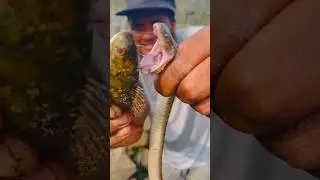 Water Snake 🐍 fish hunting close view | #shorts #fishing #fish #snake