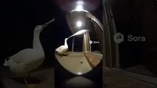 Security Cam Catches Duck with a Surprise Weapon