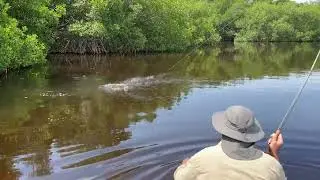 Everglades Flies in Action!
