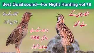 Best Quail sound for Night hunting Vol 78 | batair ki awaz raat ke liye