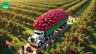 Cherry Mega Factory: How farmers grow and harvest billions of tons of cherries every year 🍒