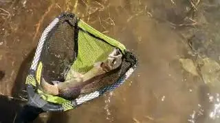 LAKE MAMIE PT 2/TROPHY TROUT SHORE SESH/MINI JIGS AND MOUSETAILS/MAMMOTH LAKES CA/EASTERN SIERRAS