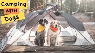 Camping with your dog | Yosemite