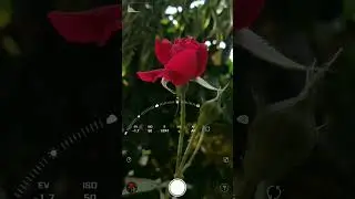 VN Video Editor Trending Tutorial ,Photography #shortvideo #photography #flowers #trending