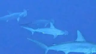 Get Hammered 2023 with DIVE UK HURGHADA