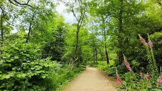 A Sunny Springtime Woodland Walk | Quiet Wildlife Connection and Soothing Nature Ambience | 4K