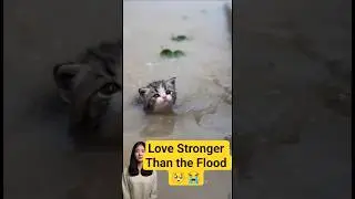 Love Stronger Than the Flood.. 🥺😭 #shorts #trending #cat #animalrescue