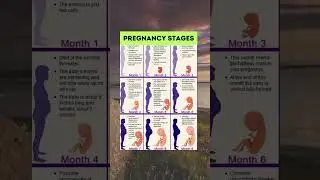 🤰 Journey Unveiled: Navigating the Stages of Pregnancy! 🌟   #pregnancystory  #momlife #pregnantstyle
