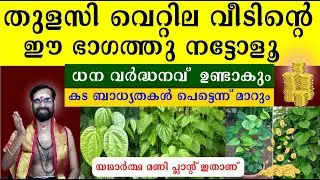 തുളസി വെറ്റില വീടിന്റെ ഈ ഭാഗത്തു നട്ടോളൂ | ധന വർദ്ധനവ്  ഉണ്ടാകും കട ബാധ്യതകൾ പെട്ടെന്ന് മാറും