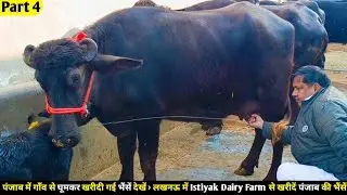 पंजाब में गाँव से घूमकर खरीदी गई भैंसें देखें- लखनऊ में Istiyak Dairy Farm से खरीदें पंजाब की भैंसें