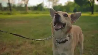 Top natural supplements for your dog&rsquo;s health