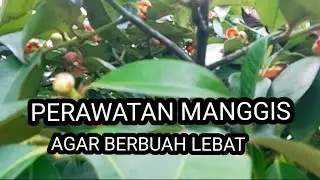 2 cara perawatan manggis agar dapatkan buah kualitas super