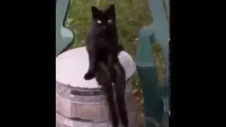 Video De Risa 2014 Gato sentado moviendo el pie
