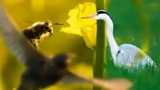 Tierfotografie zwischen Raps und Wiese