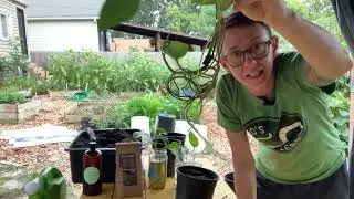 Pothos propagation with worm castings and worm casting tea experiment update!