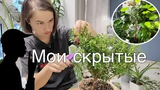 Растения, которые я редко показываю в кадре или не показываю вообще 