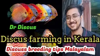 Discus Farm in Kerala|Discus Fish Breeding Malayalam| how to breed Discus in Malayalam