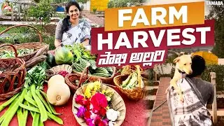 ఇవాళ అన్ని రకాలు వచ్చాయి కొంచెం కొంచెం గా /సాఖీ ఇంటికి రాదంట !  /@MADGARDENER  #gardening