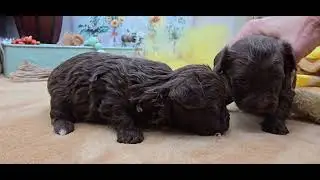 Cubby and Willum Russian Tsvetnaya Bolonka puppies