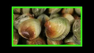 Shellfish poisoning warning for taranaki, waikato area
