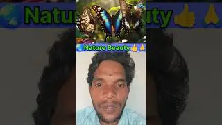 &ldquo;Butterfly Wings Secret! 😳🦋🔥#shorts #ytshorts #trending #natureshorts #scienceshorts #amazingfacts