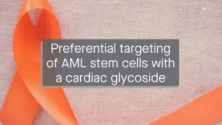 Repurposing cardiac glycosides for AML treatment: ouabain preferentially targets leukemic stem c...