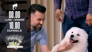 Totul despre creșterea și îngrijirea câinilor din rasa Samoyed, câinele ”zâmbăreț” | Invitați Neatza