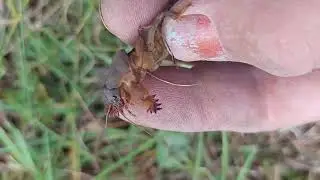 Bug Life Cricket From Closer Look, Gryllotalpa