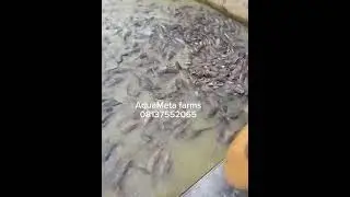 How to calculate the stocking capacity of fish pond