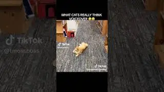 WHAT CATS REALLY THINK VOICEOVER!! 😂😂😂