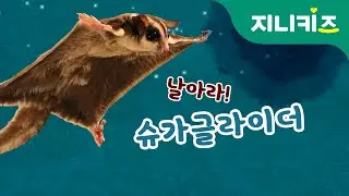 날아라! 슈가글라이더 (sugar glider) | 생생자연도감 | 어린이 자연관찰 Kids Science | 지니키즈 과학동화