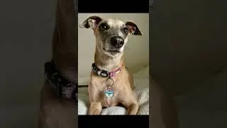 Pet Ambassadors Zola @harley_and_zola /DISONTAG QR CODE PET Tag / New Tech Pet ID